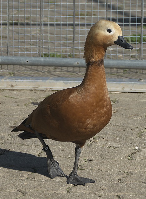 似不公現象
